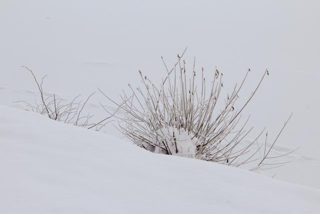 frost...foto: AntoniaB © 2014