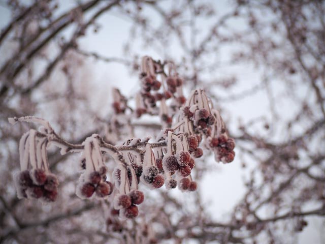 frost...foto: Antoniab © 2014