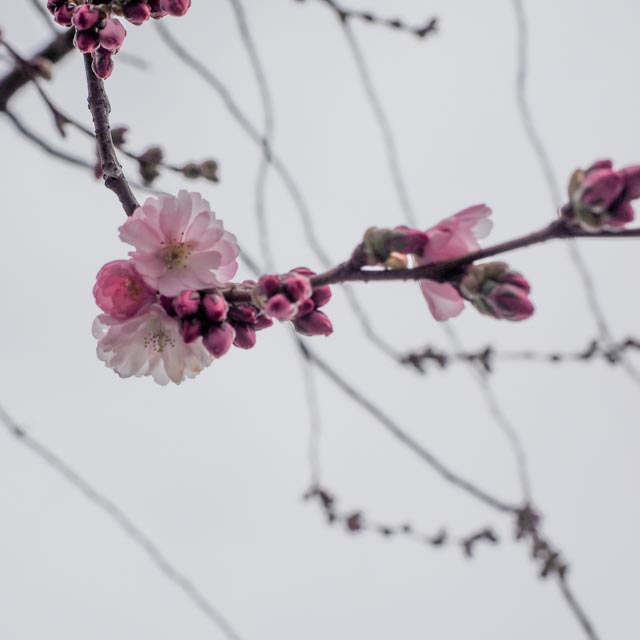 körsbärsblommor...foto: AntoniaB 2015