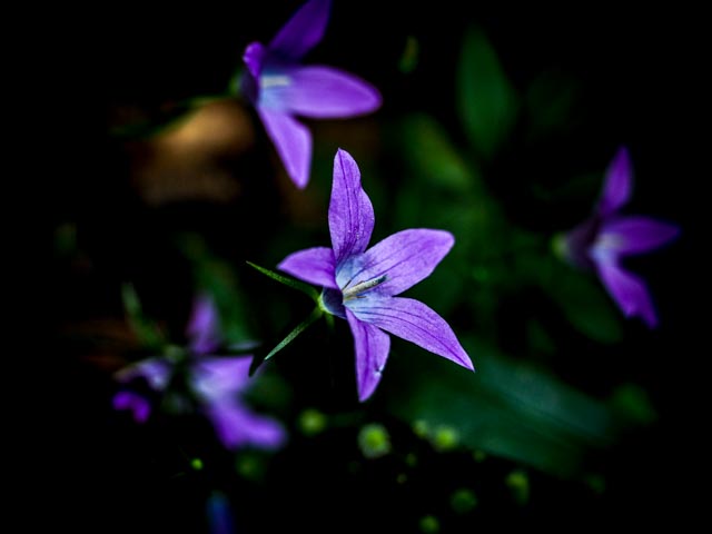 blomma...foto: AntoniaB © 2015