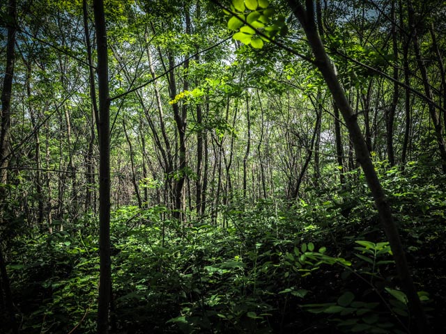 skog...foto: AntoniaB © 2015