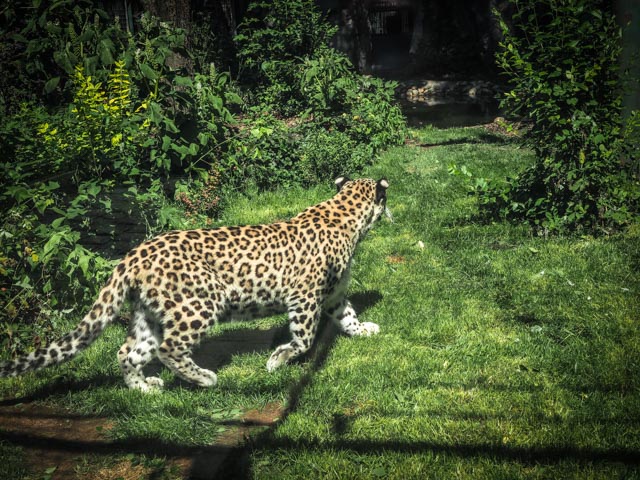 leopard...foto: AntoniaB 2015